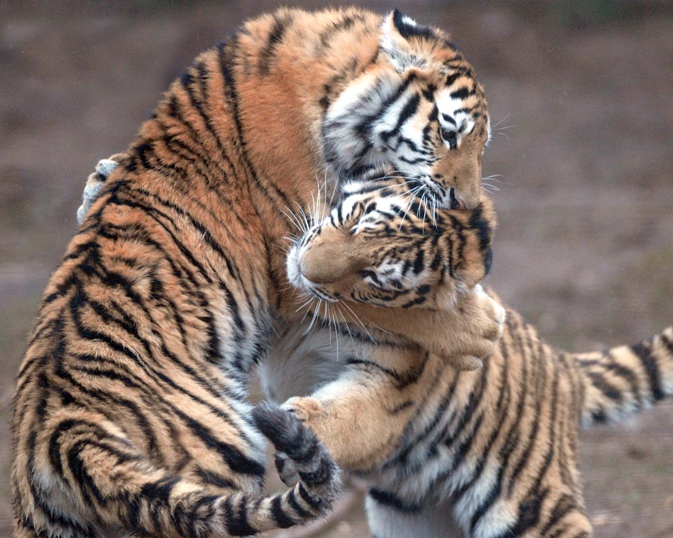 Kira's cubs