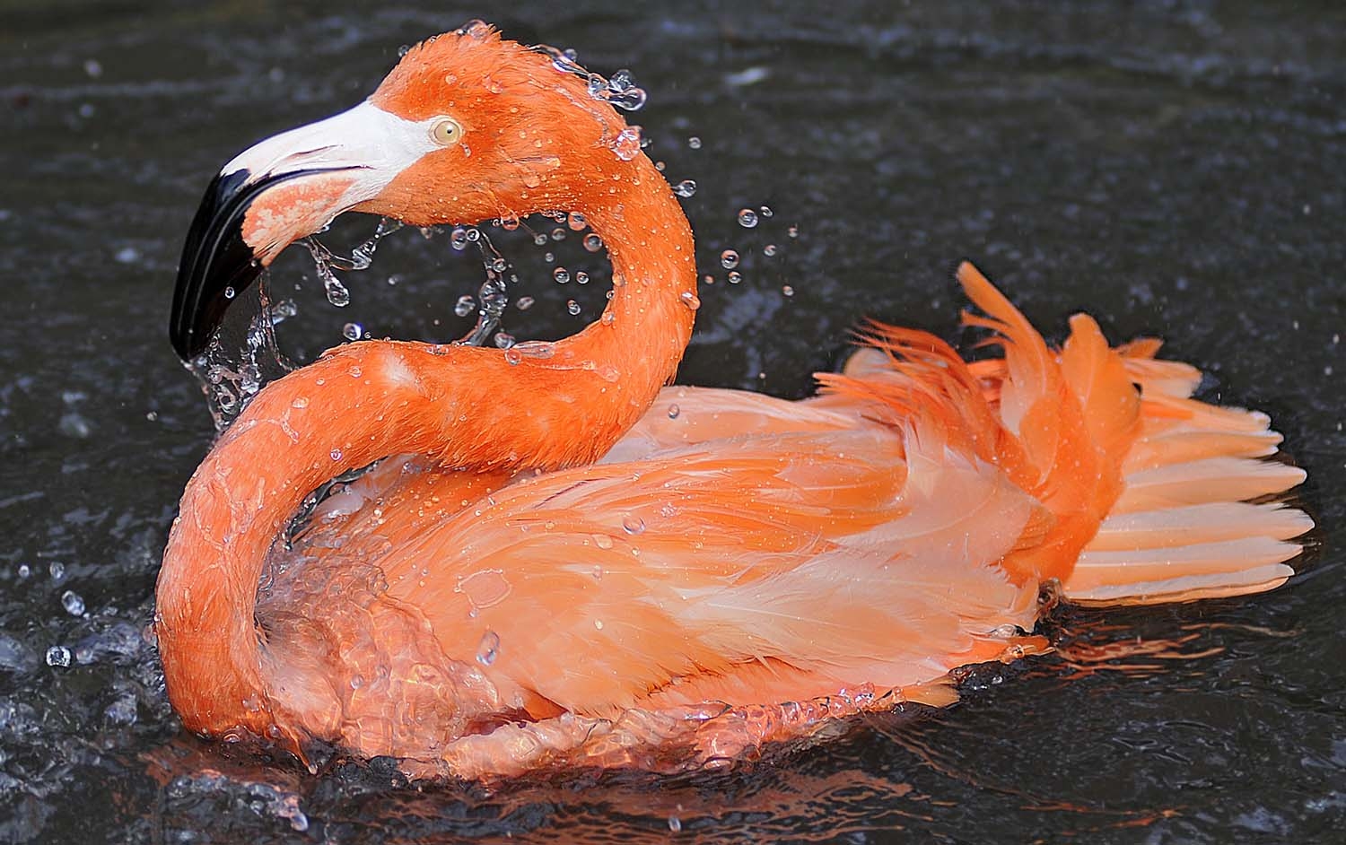 Splashing-in-the-Sun