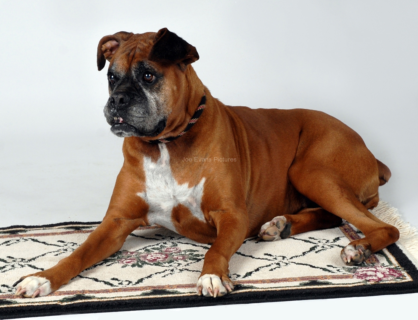 Pet Pics