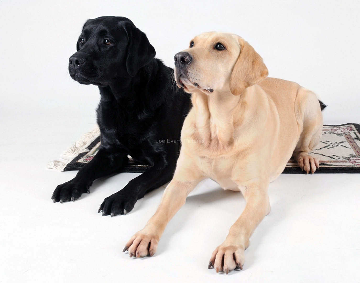 Buddy & Mack